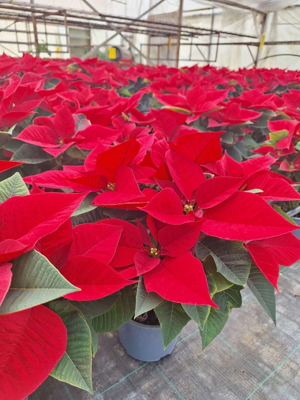 Božićna zvijezda – tradicija i omiljeni ukras blagdanskog doma